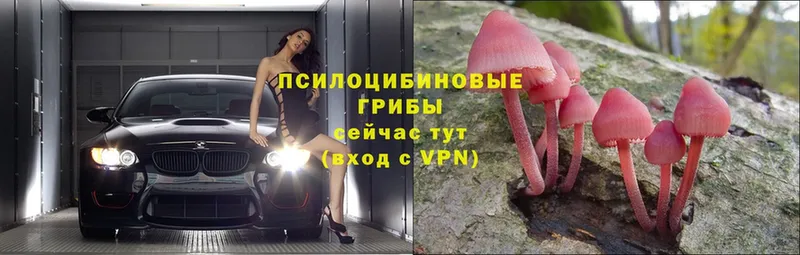 Галлюциногенные грибы Psilocybe  Североуральск 